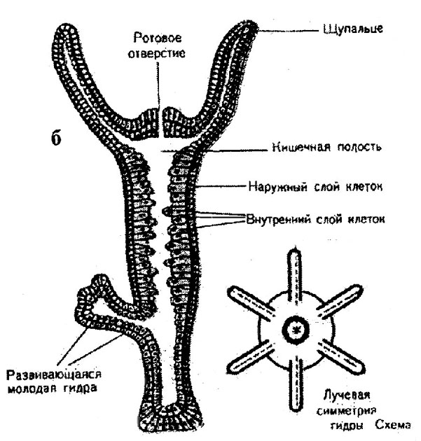 Kraken onion link